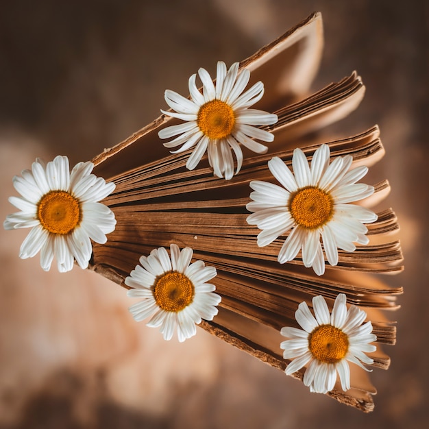 Old books with flowers of white field daisies.