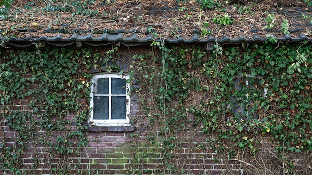 An old brick house overgrown with ivy