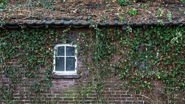 An old brick house overgrown with ivy