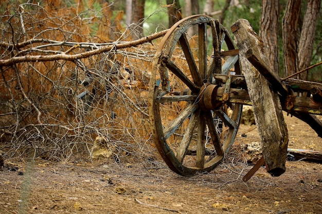 Free Photo old carriage in the forest