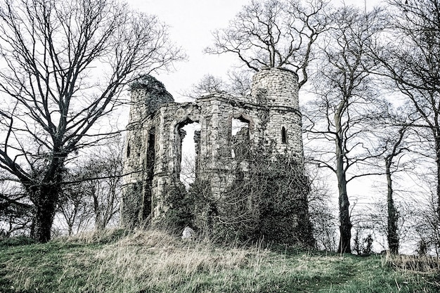 Free Photo old castle ruins in an english woodland