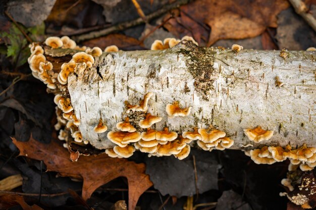 Old fallen dead tree trunk with mushrooms growing on it