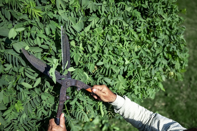 The old gardener cuts the bush with large metal old pruning shears