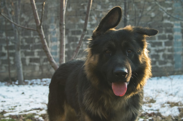 Free photo old german shepherd dog with its tongue out in a snowy area with a blurred background