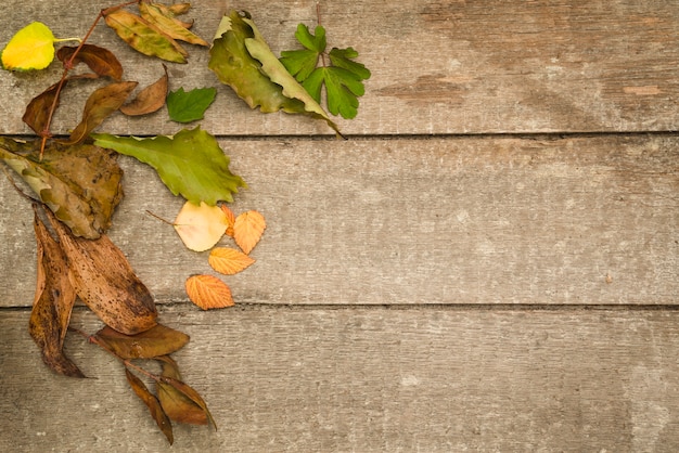 Old leaves on wooden floor