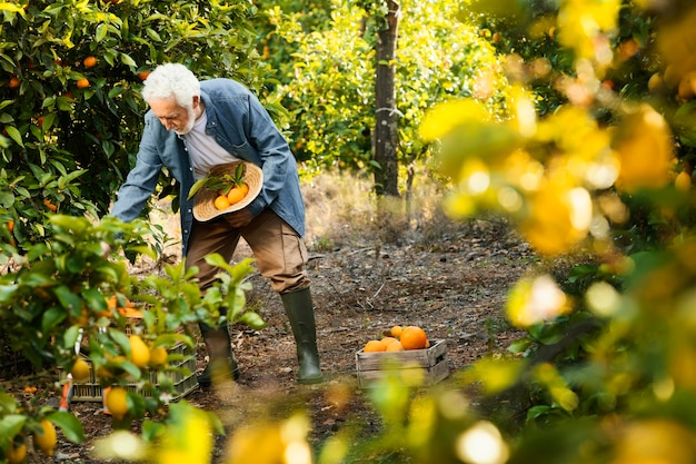 Old man standing next to his orange trees