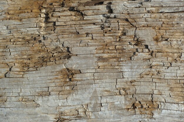 Old marks on a wood