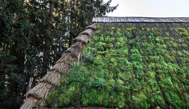 The old roof of the house in the forest covered with moss