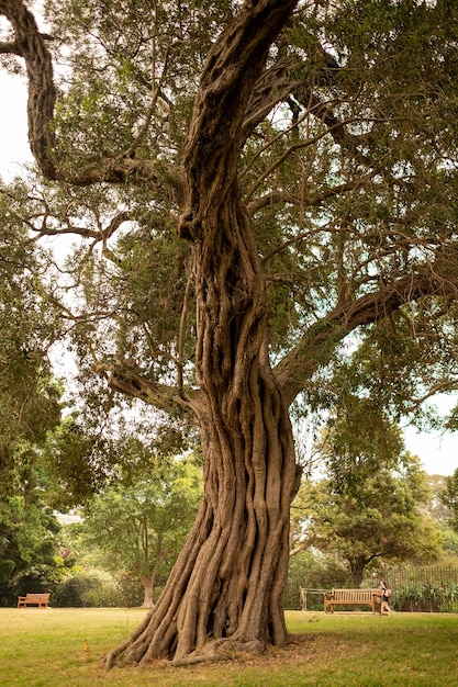 Free photo old tree in the sydney botanical garden under the sunlight during daytime