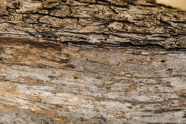 Free Photo old tree trunk textured background