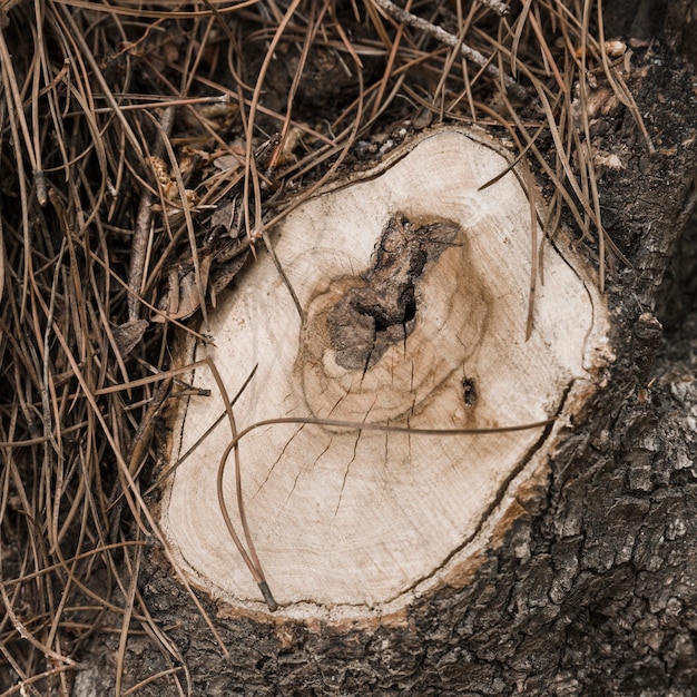 Free Photo old weathered tree stump