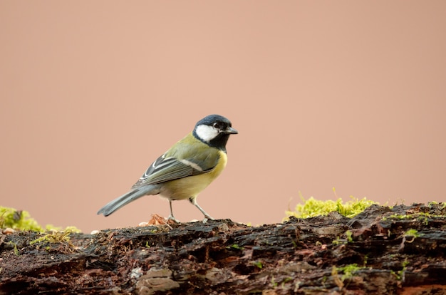 Free Photo old wood sparrow standing on rocks with moss