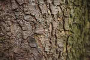 Free photo old wood tree bark background