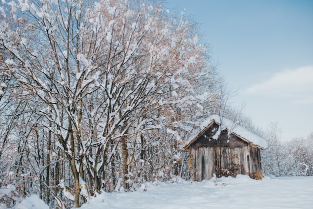 Old wooden barn in a field covered in trees and snow under the sunlight at daytime