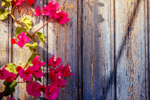 Old wooden door with bougainvillea