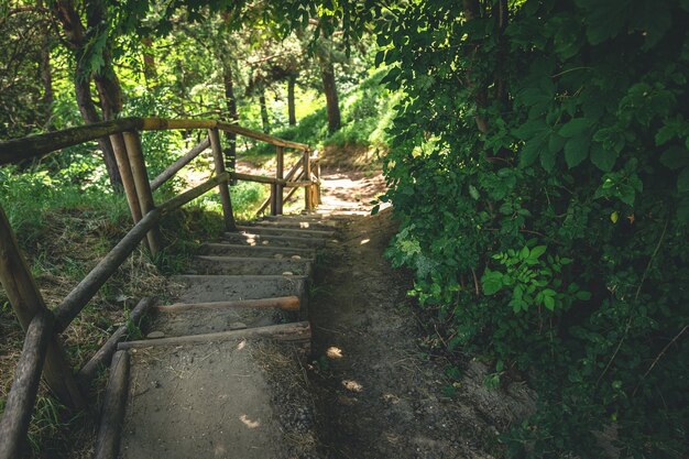 Old wooden steps made of logs in the forest