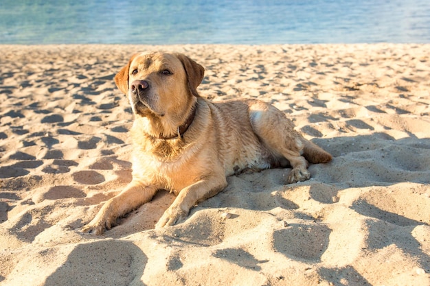 Free Photo old yellow dog labrador retriever is lying on the beach with full of sand close to river, hot and sunny summer