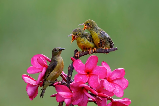 Free Photo olive backed sunbirds feeding the child on branch