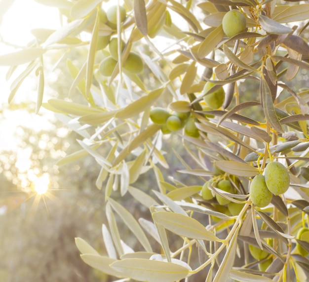 Free photo olive tree branch.