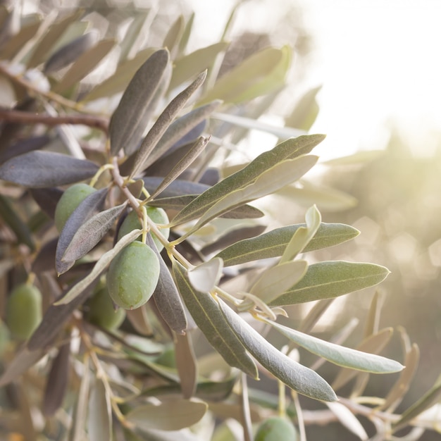 Free photo olive tree branch