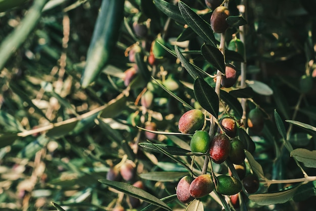 Free photo olive tree olives sing on a tree in an olive grove closeup on the fruit idea for a background or screensaver for advertising organic farm products