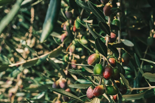 Olive tree olives sing on a tree in an olive grove closeup on the fruit Idea for a background or screensaver for advertising organic farm products