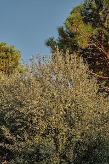 Olive tree with olives vertical frame Background idea about nature and ecological cultivation of olives