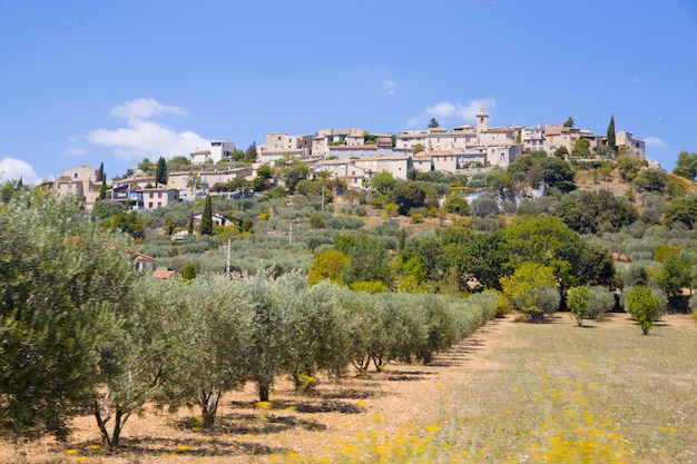 Free photo olive trees