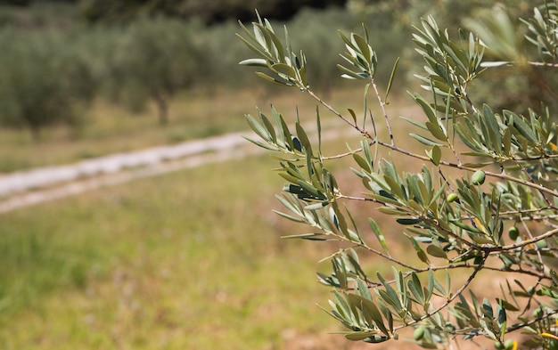 Free photo olive trees