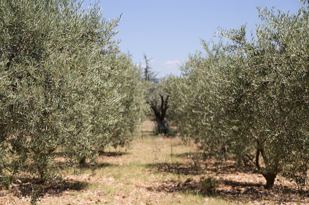 Free photo olive trees