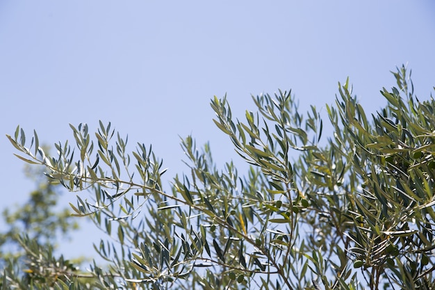 Free photo olive trees