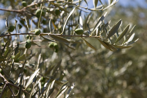 olive trees