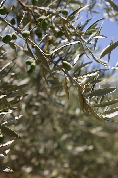 Free photo olive trees