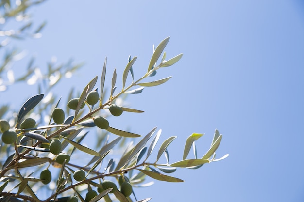 Free photo olive trees