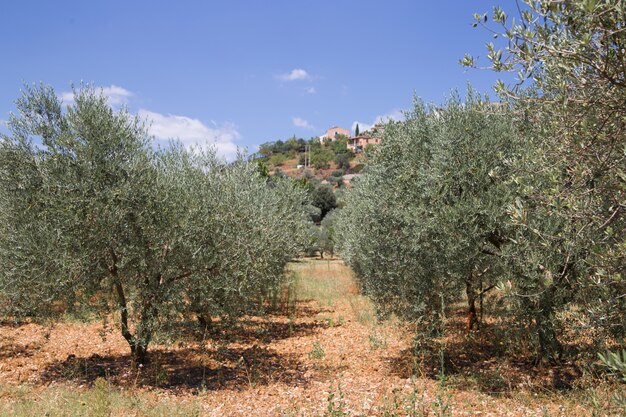 olive trees