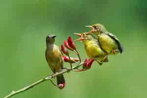 Free photo olivebacked sunbirds feeding the child cinnyris jugularis