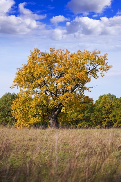 Free photo one wonderful autumn tree