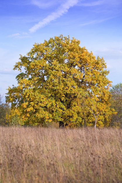 One wonderful autumn tree