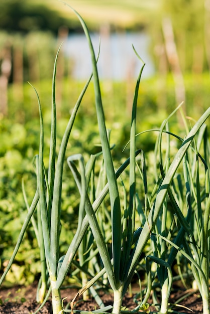 Free photo onion leaves farming concept