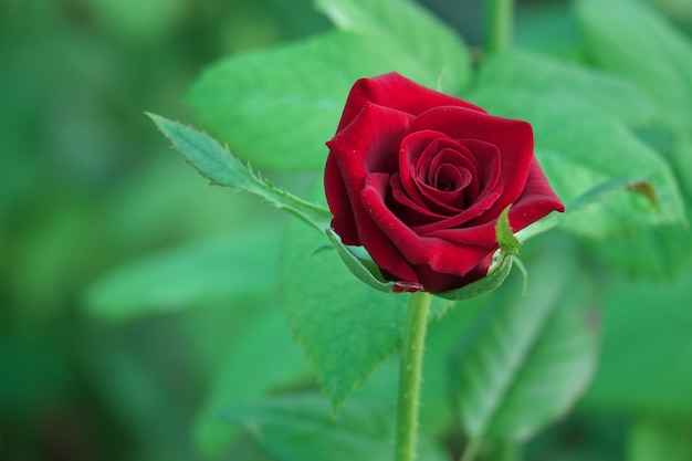 Free photo open red flower with defocused background