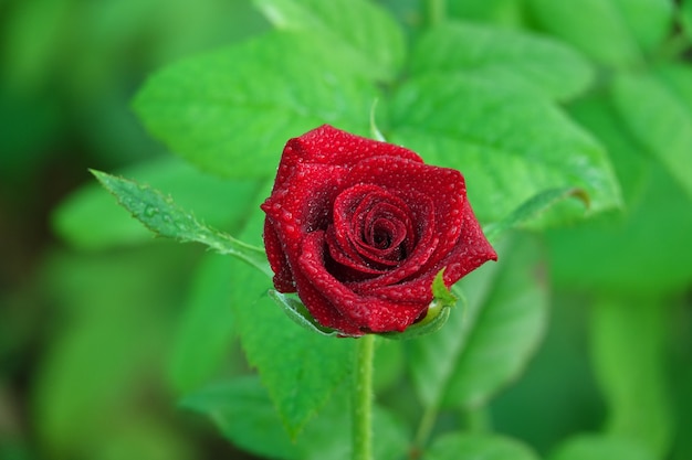 Open red flower with defocused background