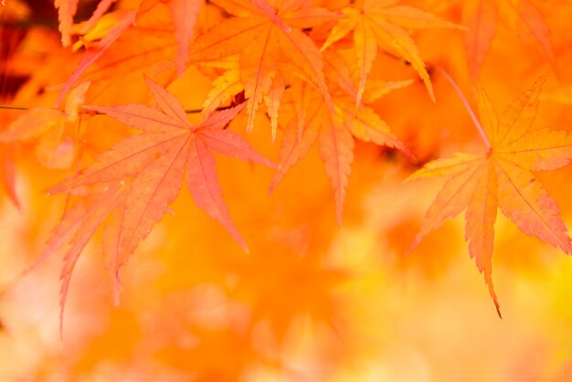 Orange background with leaves