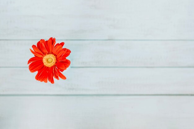 Orange blossom in close-up