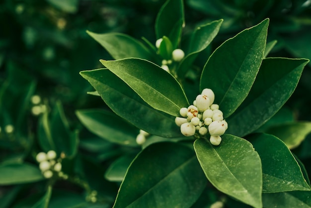 Orange blossom neroli buds with green leaves in the background Idea for natural background or postcard