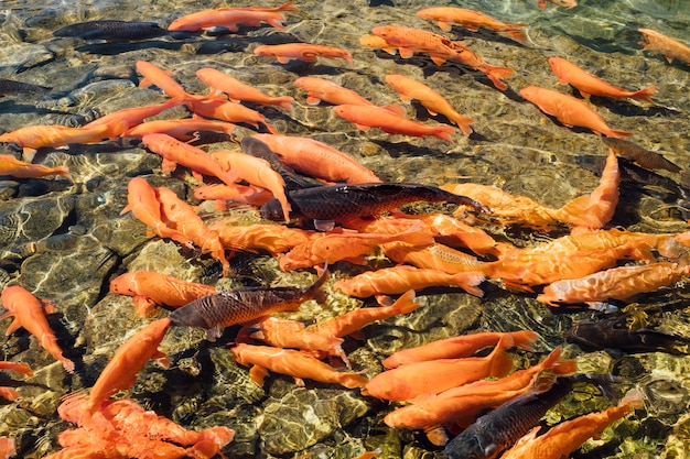 orange carp fish in pool in Japan