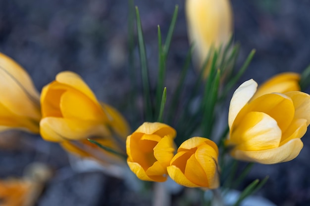 Orange crocuses grow in the ground natural background closeup