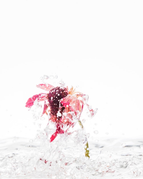 Free photo orange daisy falling into water