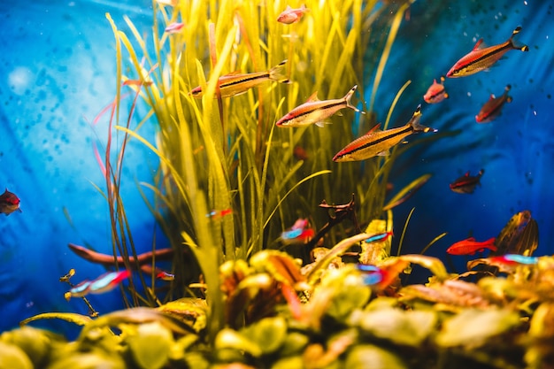 Free photo orange fish swim in a blue aquarium