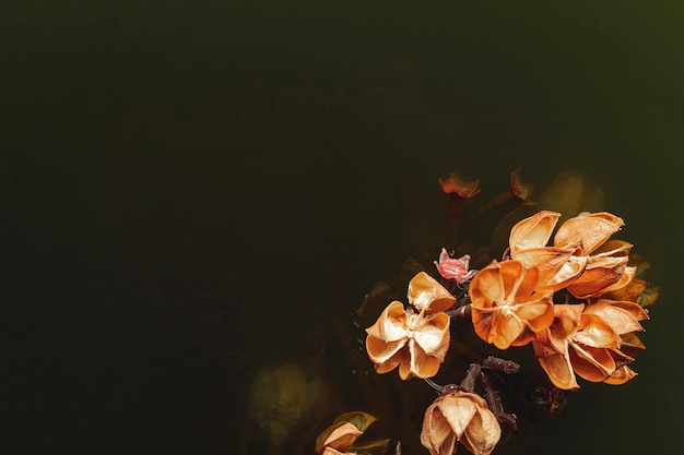 Orange flower in black water with copy space