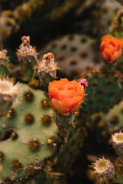 Orange flower on succulent plant